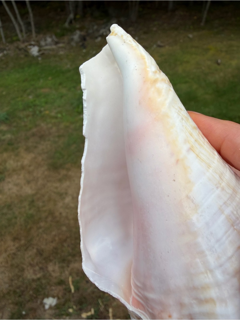 5 Large SeaShells | 🐚 Read Description - Picture 9 of 13